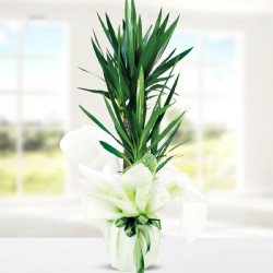 Yucca Dracena 2 Köklü